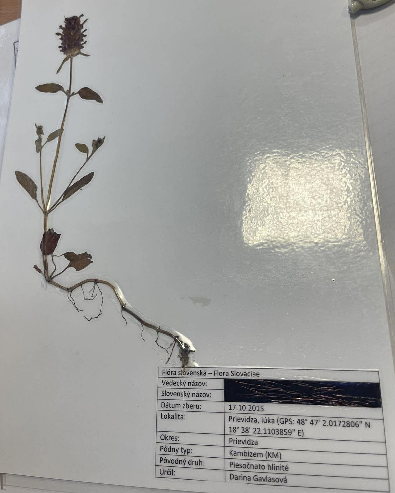 Rastlina Prunella vulgaris